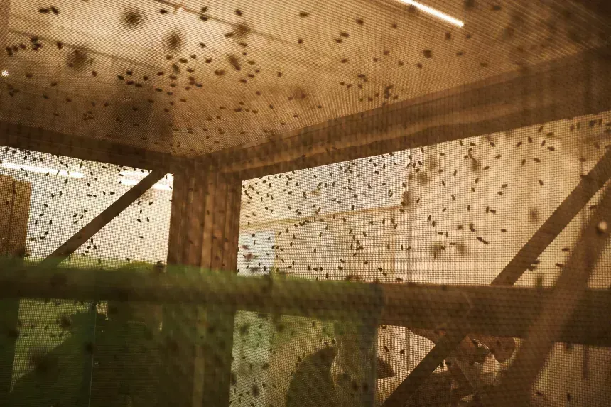 Um bilhão de moscas de laboratório combatem a praga da mosca-varejeira nos EUA